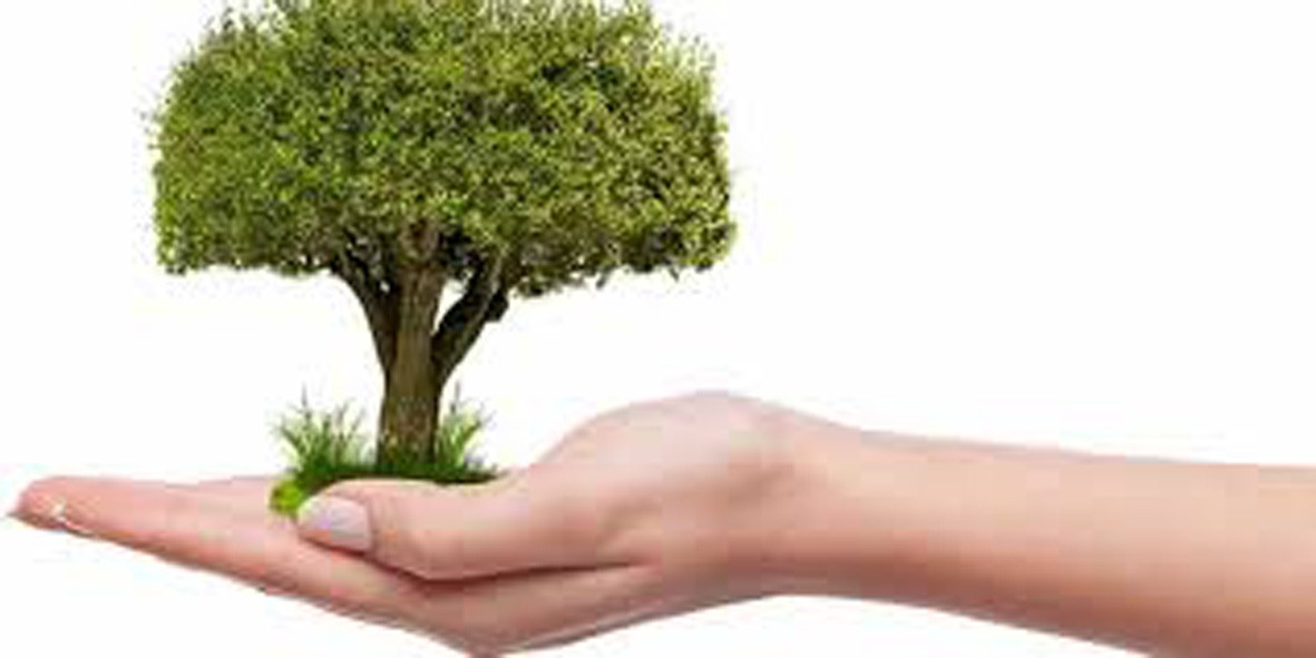 Sesto Verde - 7.700 nuovi alberi in due anni