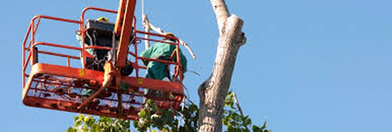 Sesto - riprendono i lavori di potatura degli alberi in Città
