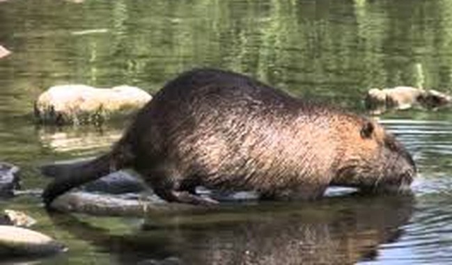 Nutrie nelle campagne lombarde quest’invasione un grande e grave problema anche per l’agricoltura.