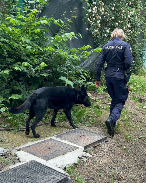 MAXI OPERAZIONE DELLA POLIZIA LOCALE CON I CANI ANTIDROGA